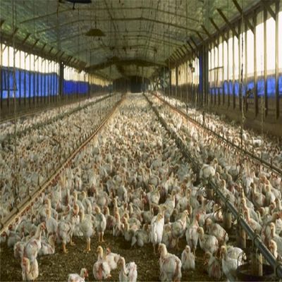 Professioneller Fertigteil-Stahlkonstruktions-Raumfachwerk-Hühnerfarmgebäude