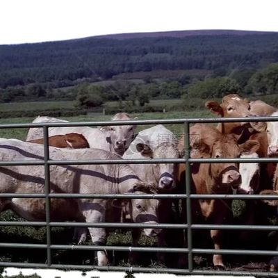 Kundenspezifischer Geflügelstall aus Stahlkonstruktion mit schneller Installation