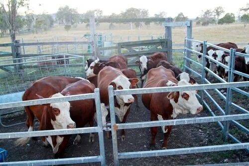 Pulverbeschichtete Stahl-Raumfachwerke mit hoher Erdbebenresistenz und geeignet für groß angelegte Infrastrukturprojekte