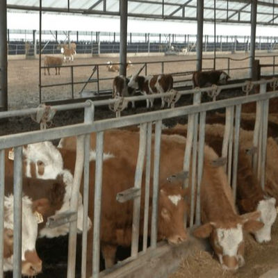 Kundenspezifischer Geflügelstall aus Stahlkonstruktion mit schneller Installation